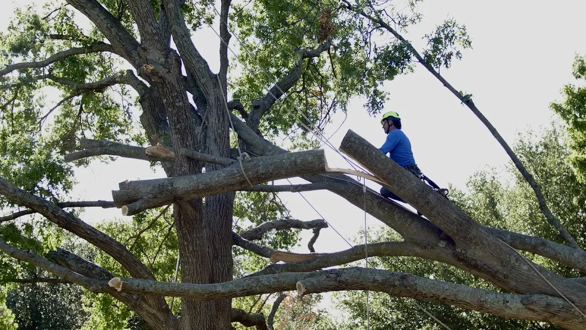 Professional Crown Thinning performed by certified arborists in Jenkins